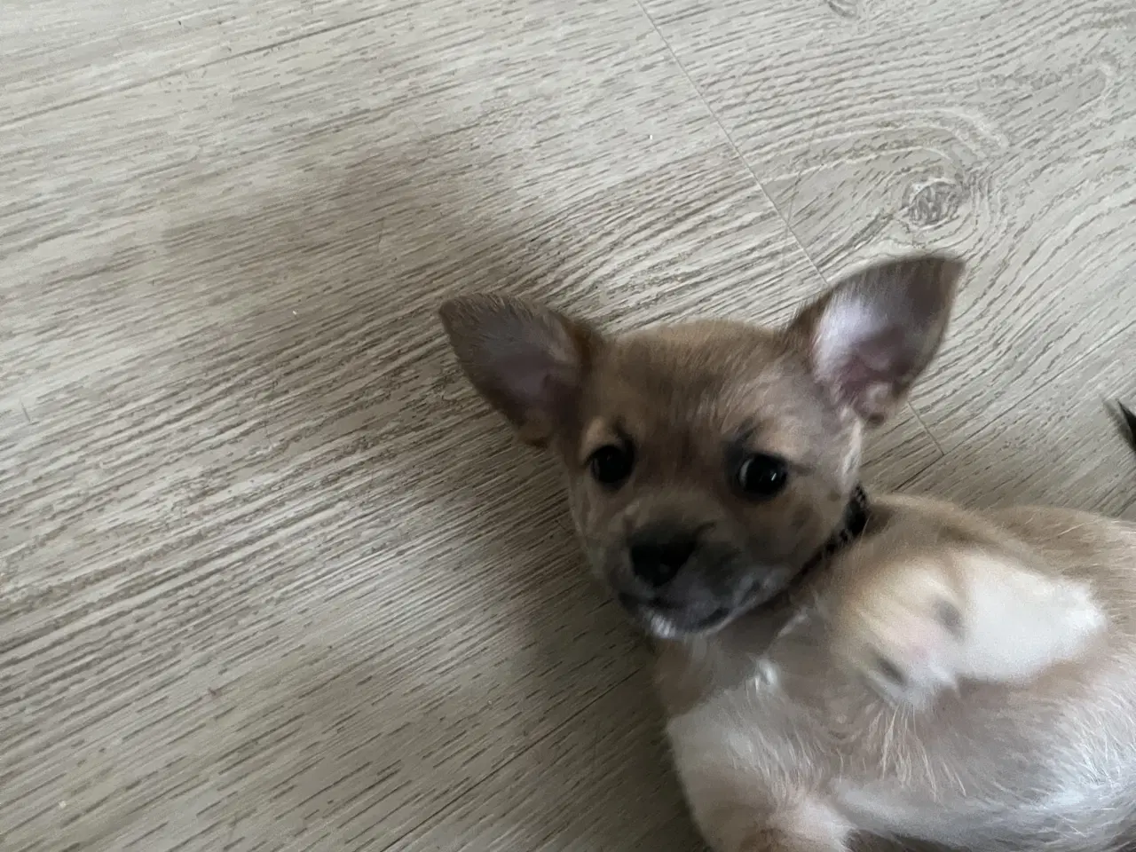 Billede 15 - Kærlighed og Charme: Skønne Pomchi-Hvalpe