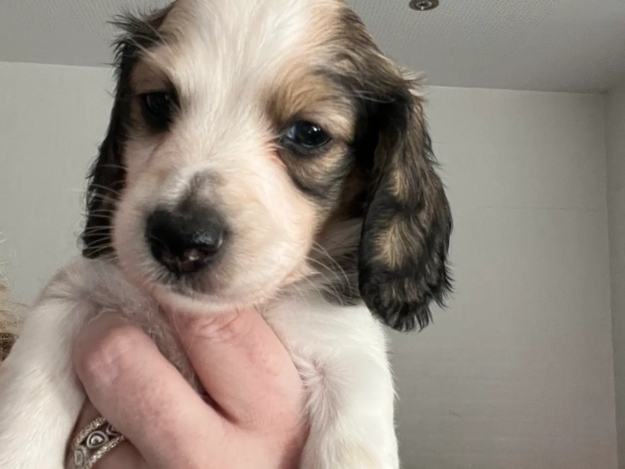 Billede 2 - Gravhund hvalpe langhåret dværg