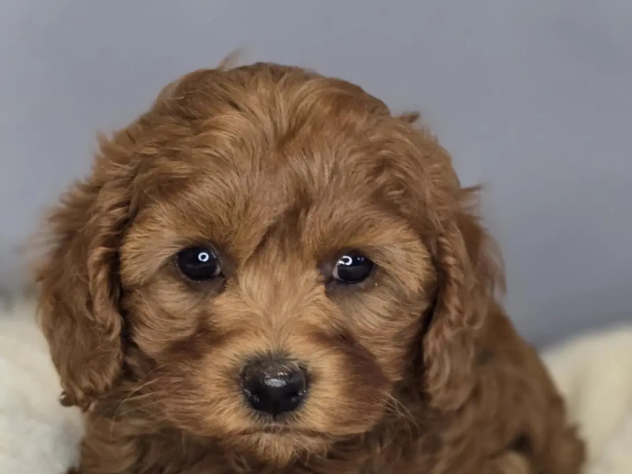 Billede 4 - Amerikansk Cockapoo F1B Pige