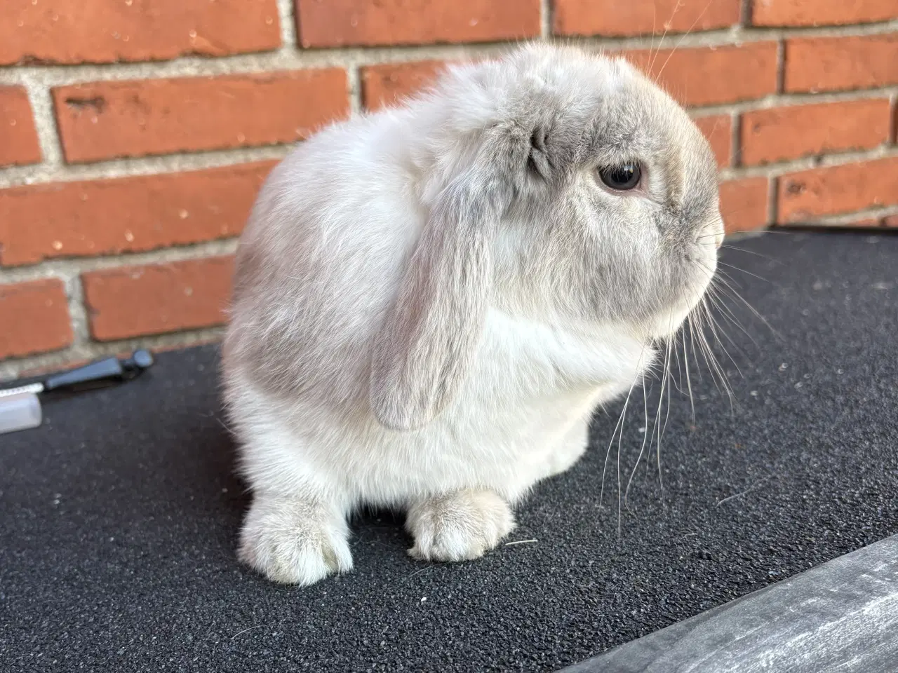Billede 2 - HUN kanin 