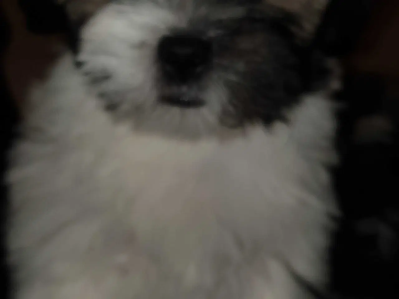 Billede 6 - Lhasa Apso - Vidunderlige Bella 🐾💕