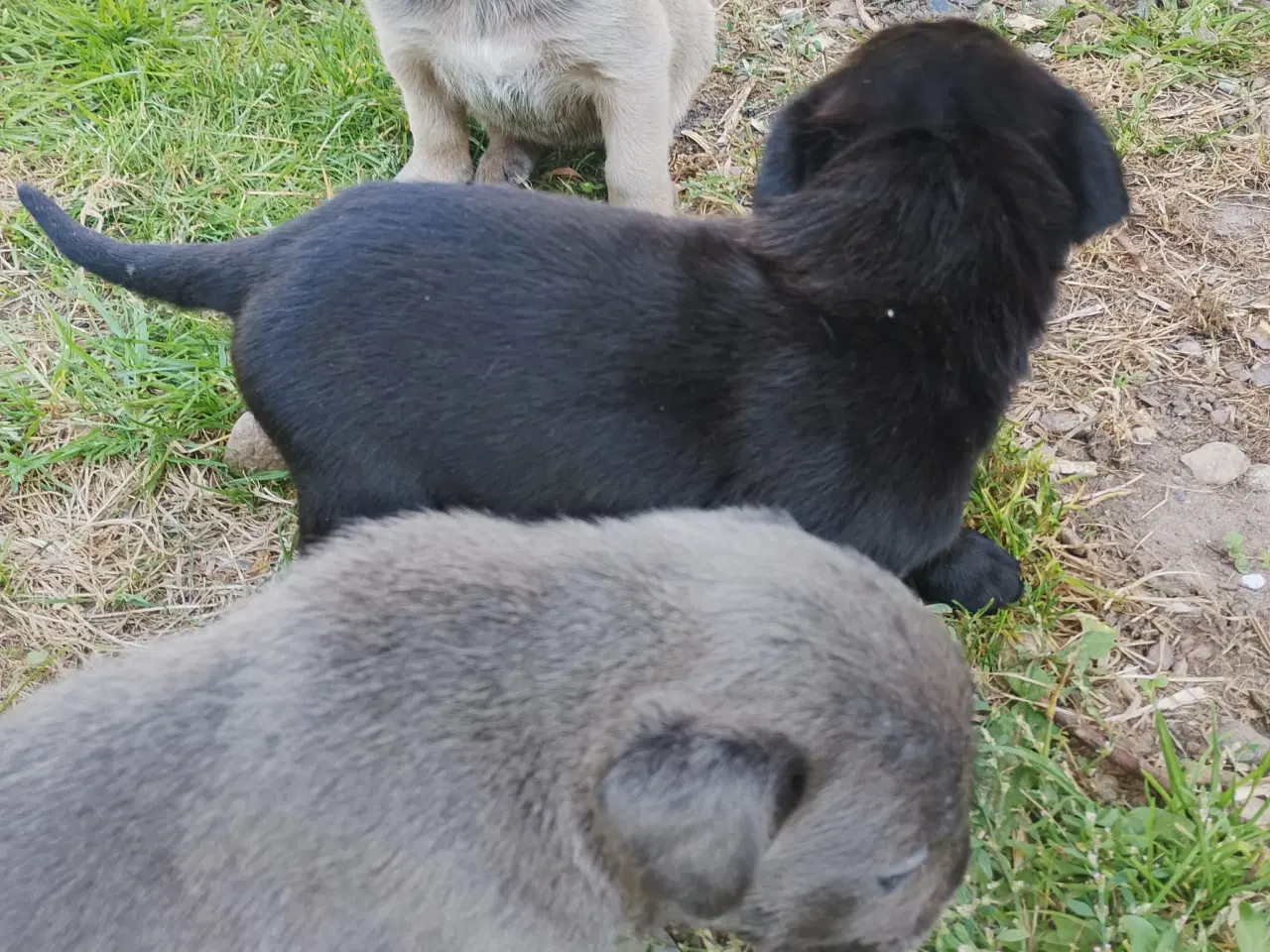 Billede 5 - Cane Corso hvalpe med de sødeste blå øjne 