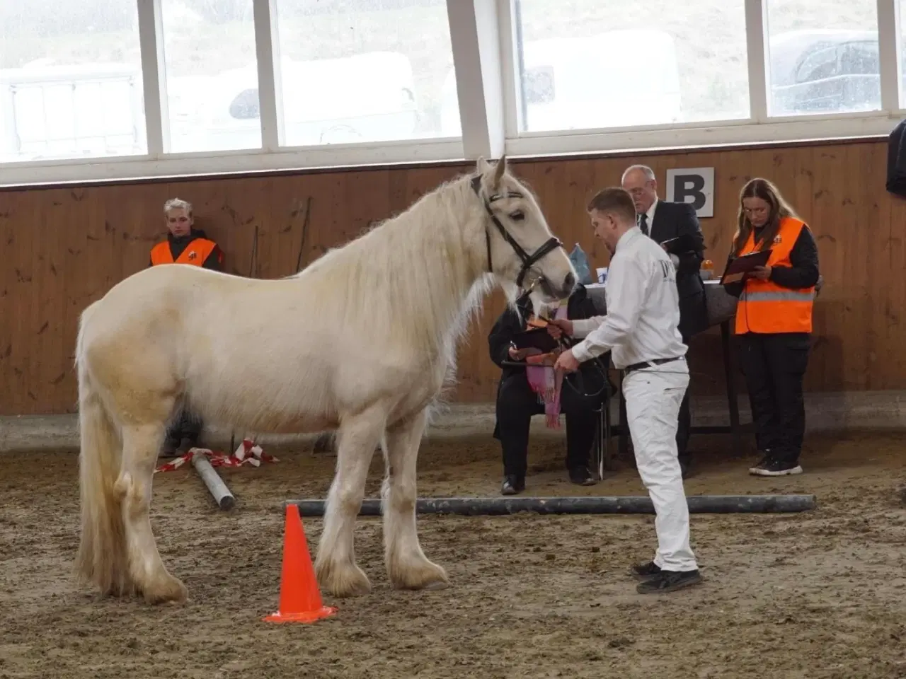 Billede 8 - Irish cob hoppe palomino