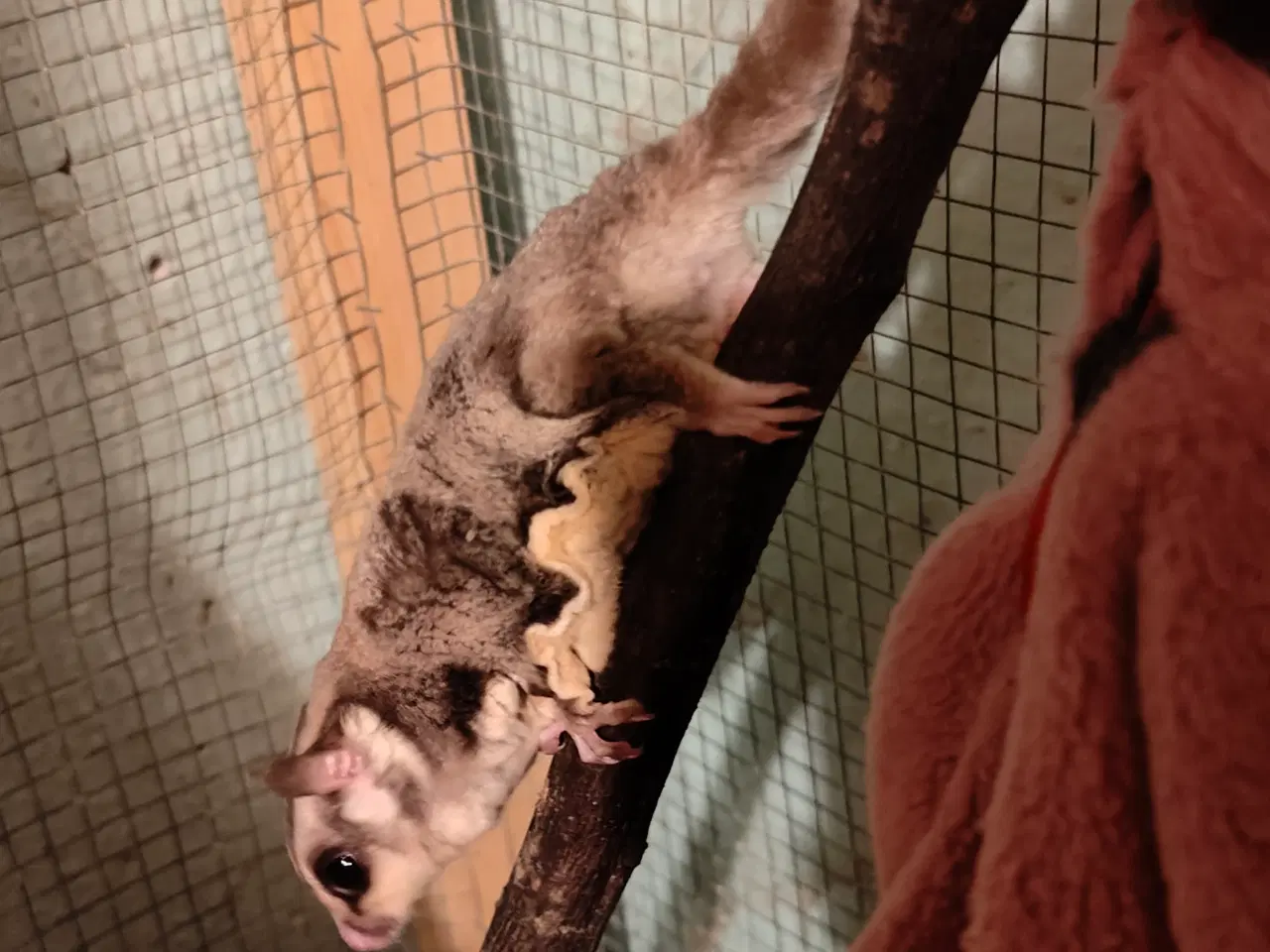 Billede 8 - Sugarglider Flyvepungegern gruppe