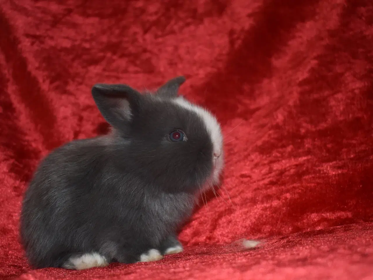 Billede 5 - Minilop/Teddy pige 