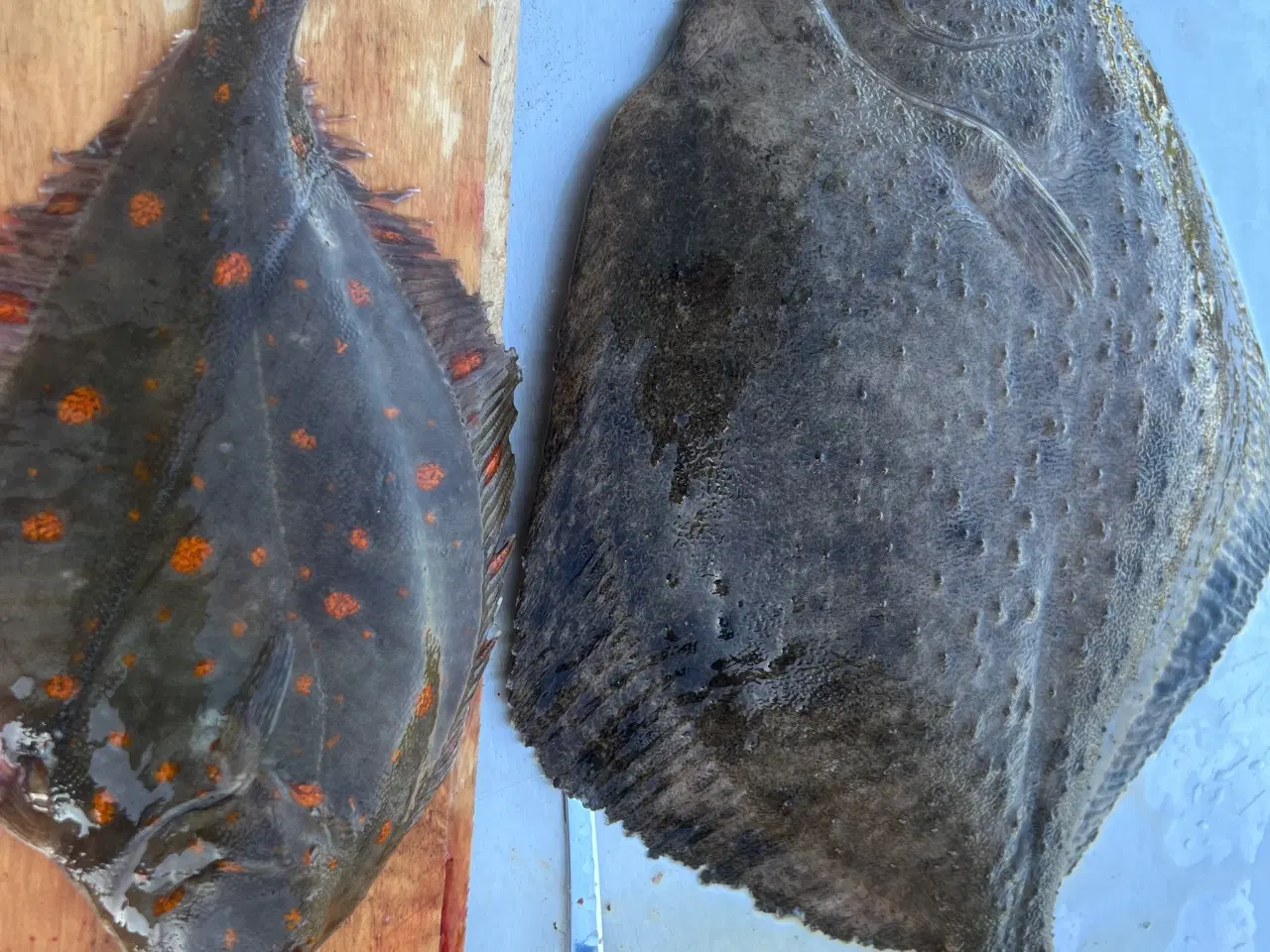 Billede 6 - Maskin syet Lakse/Ørredgarn med  65mm maske