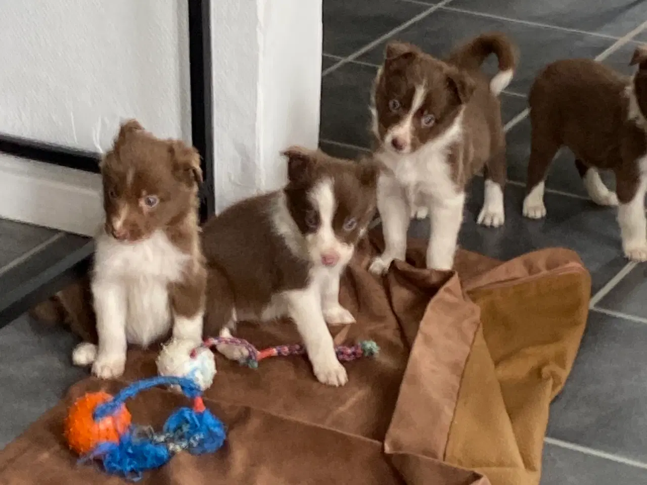 Billede 8 - Border Collie 