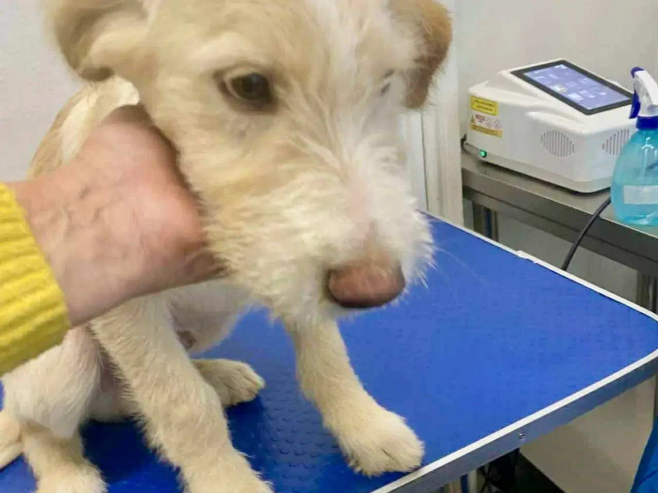 Billede 11 - Vidunderlige DJ leder efter sin 4-ever familie🏡💞