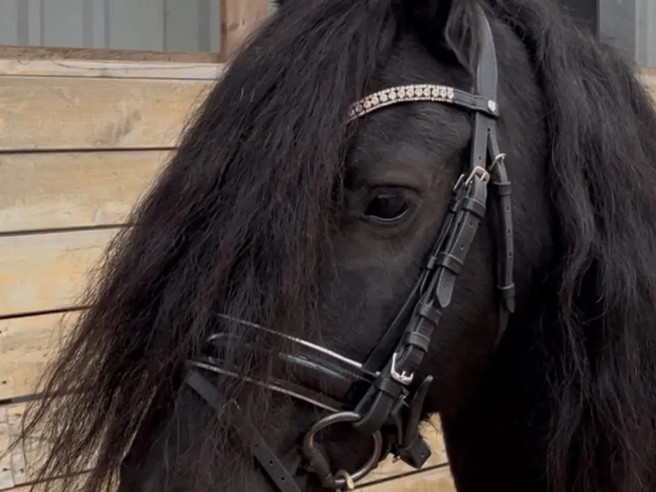 Billede 4 - Super lækker vallak med Wow effekt