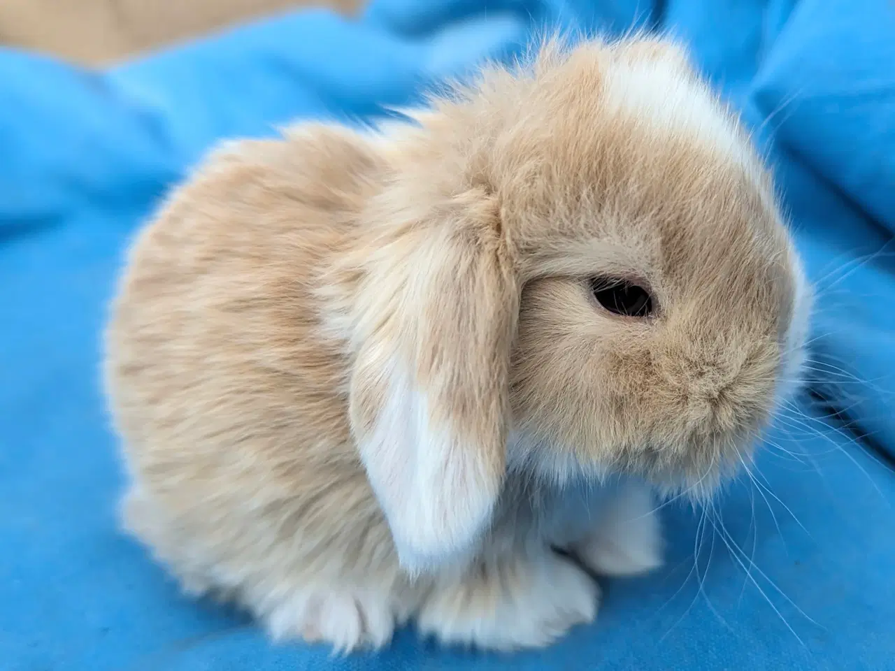 Billede 2 - Minilop kaninunge sælges