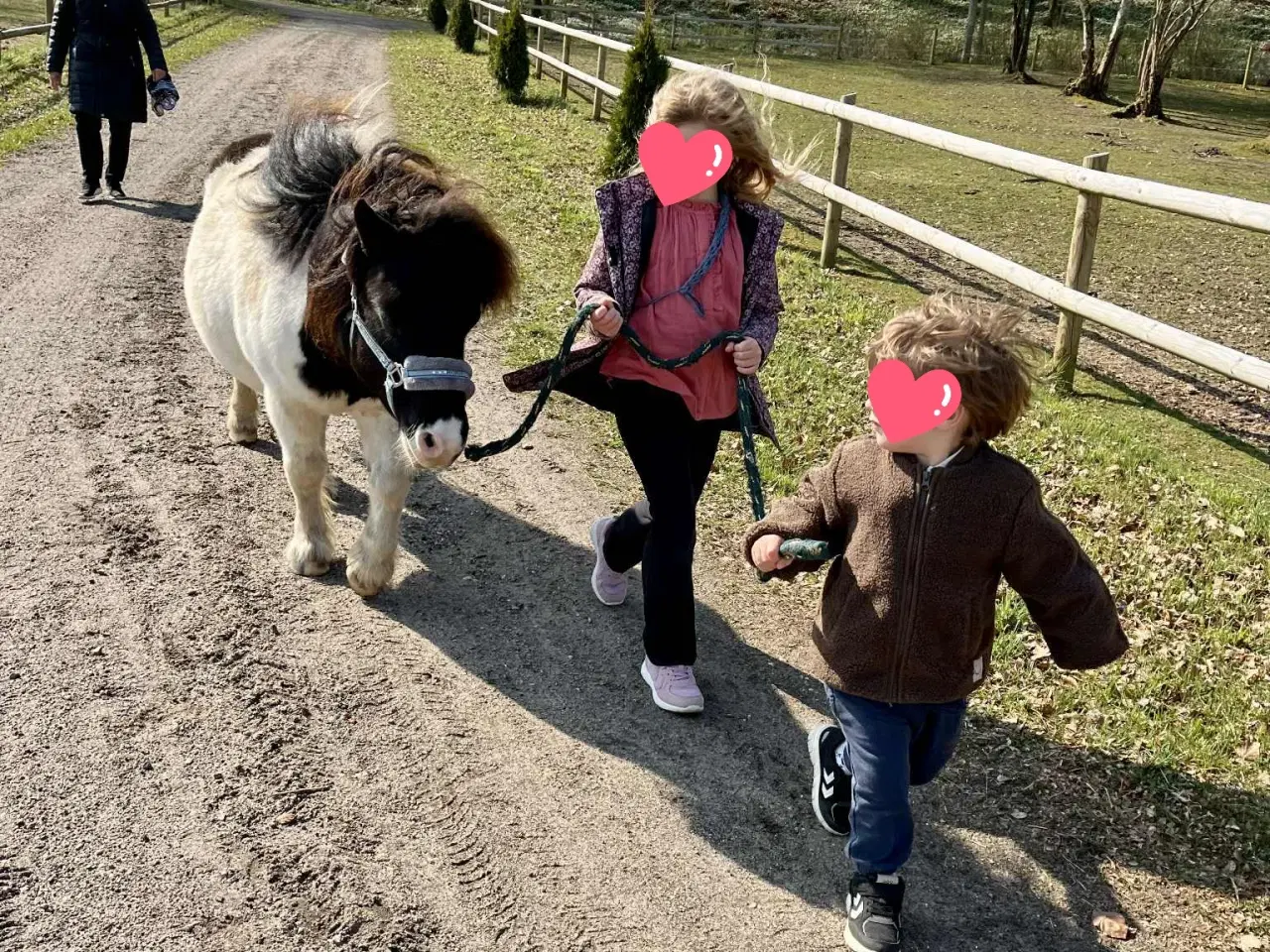 Billede 2 - Selskabelig og smuk shetlænder