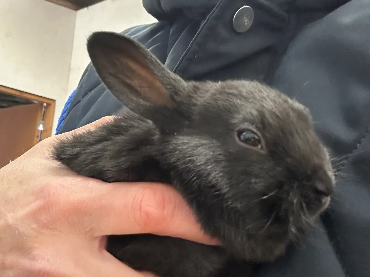 Billede 2 - Kanin unger , rex