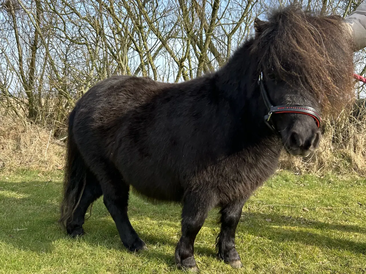 Billede 3 - Skøn mini shetlænder sælges