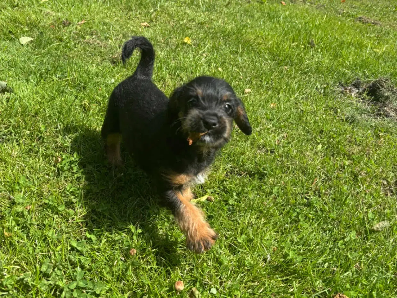 Billede 3 - puddel-dansk svensk gårdhund