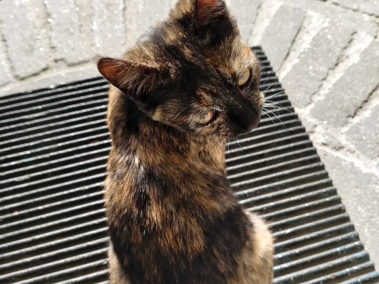 Billede 3 - Kattkillinger gratis