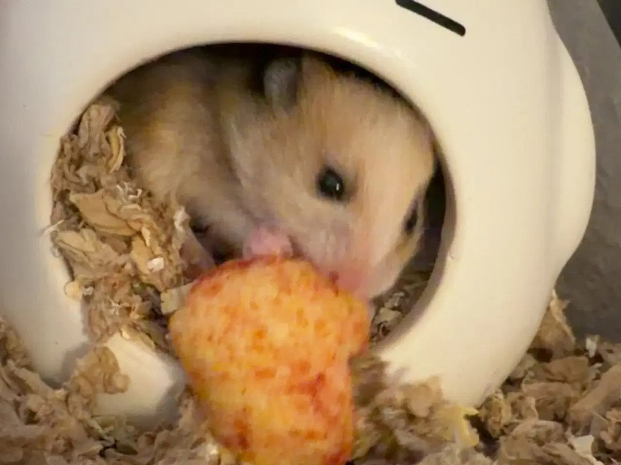 Billede 2 - Guldhamster unger