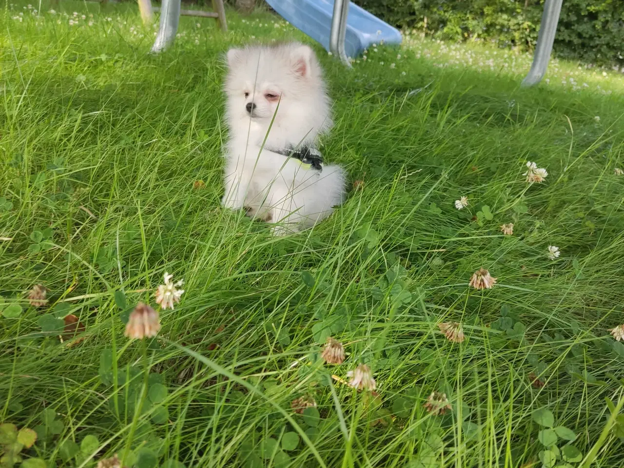 Billede 14 - Mini Pomeranian 