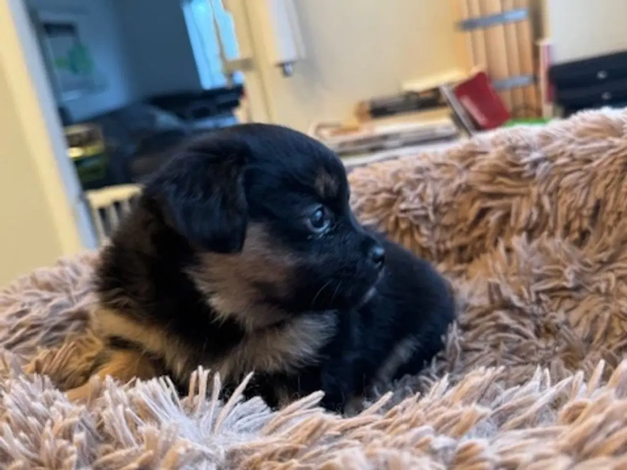 Billede 9 - Små uldtotter søger nyt hjem