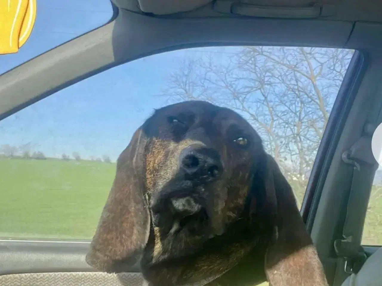 Billede 10 - Dejlige, finurlige Rollo søger ait ønskehjem 🏡💝