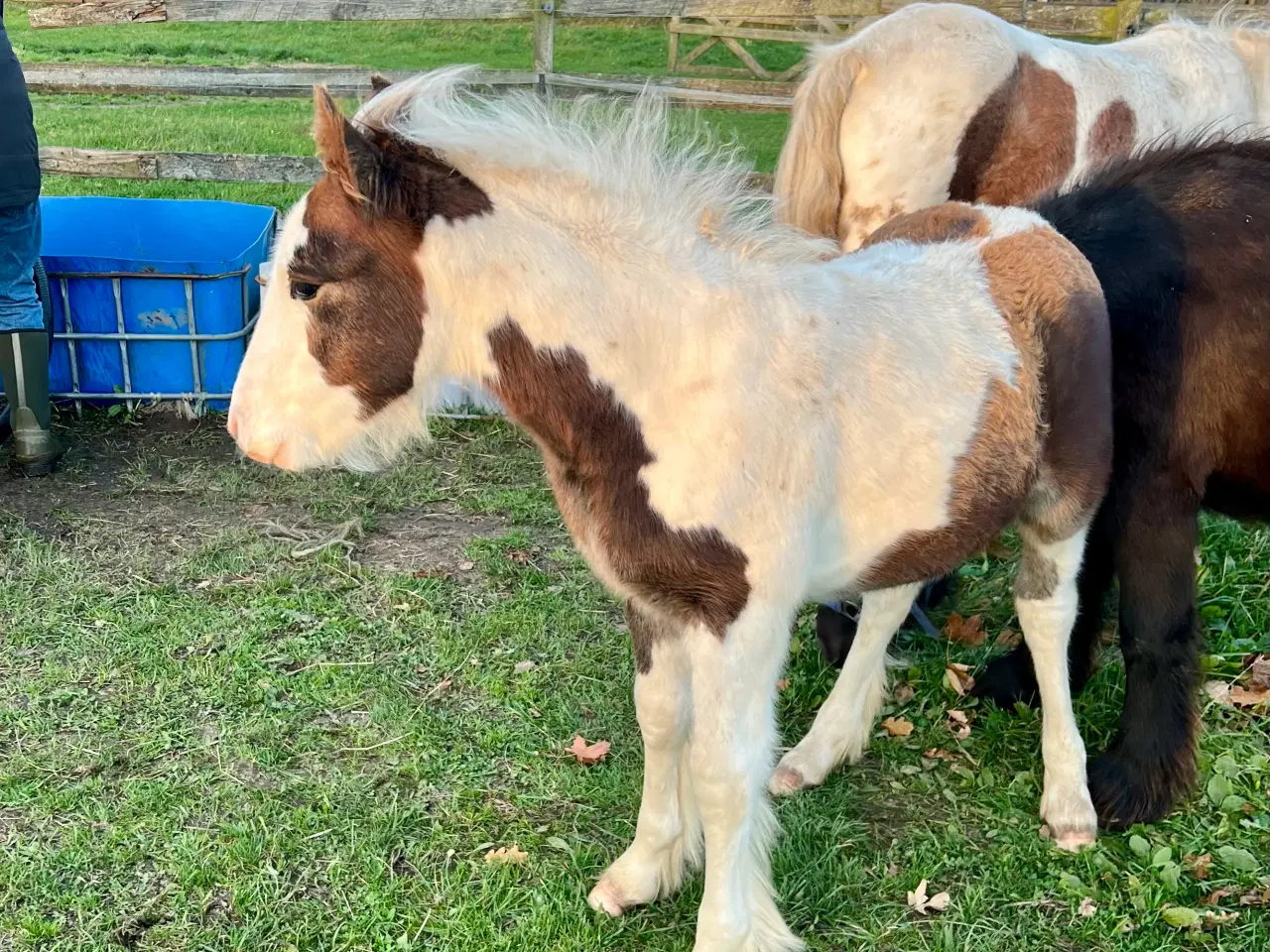 Billede 2 - Mini irish cob 