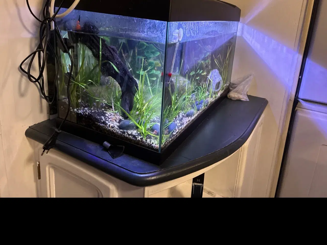 Billede 2 - 60 liters samlet akvarium sæt, 4 kuhli ål, 