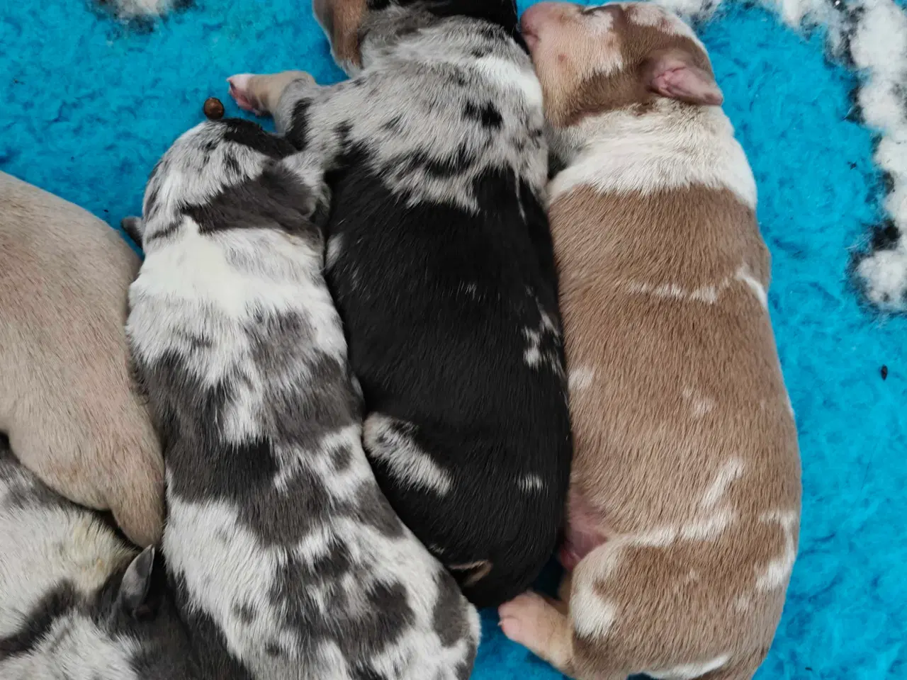 Billede 2 - American Bully 