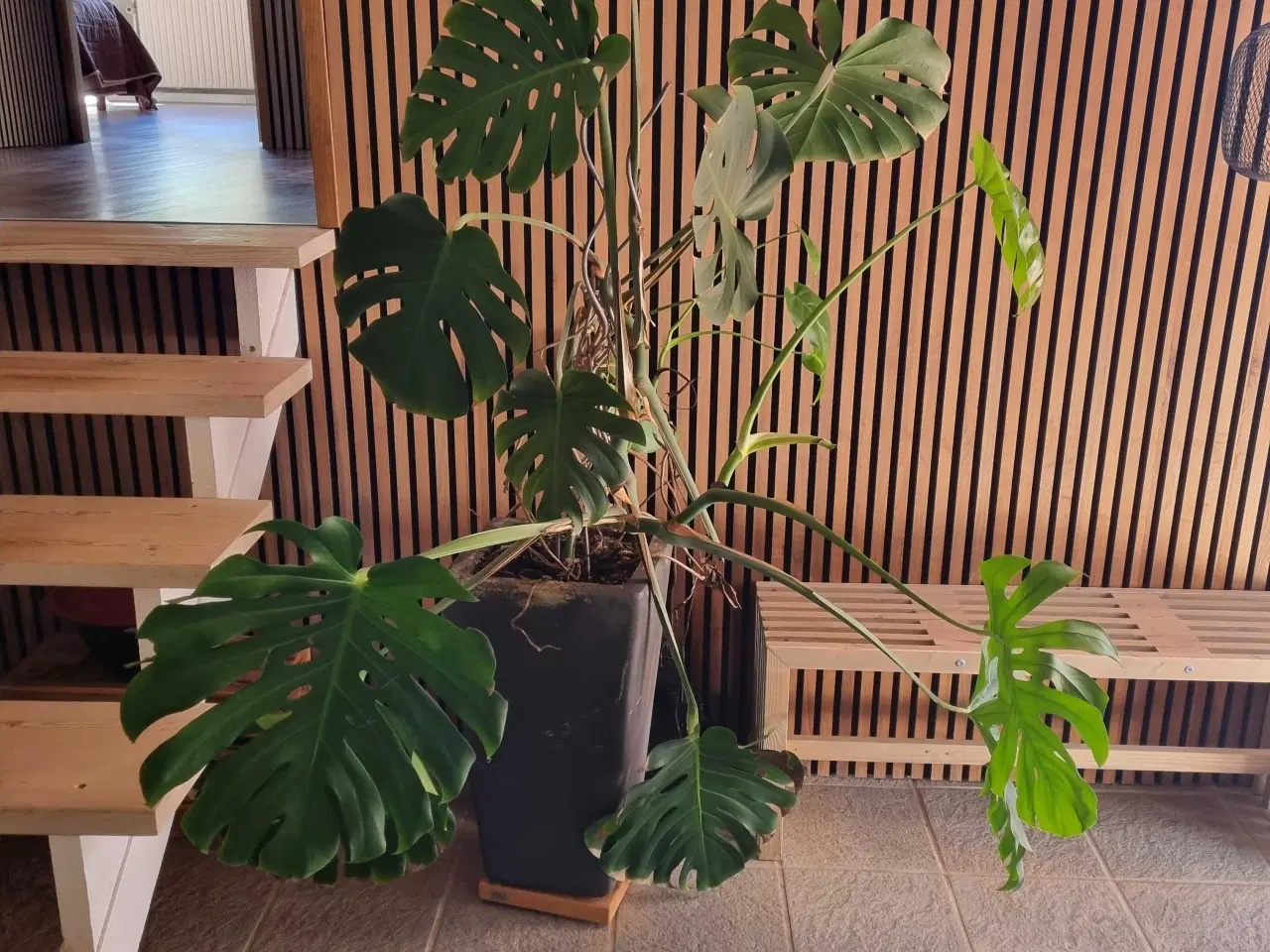 Billede 1 - Stort monstera m. Krukke