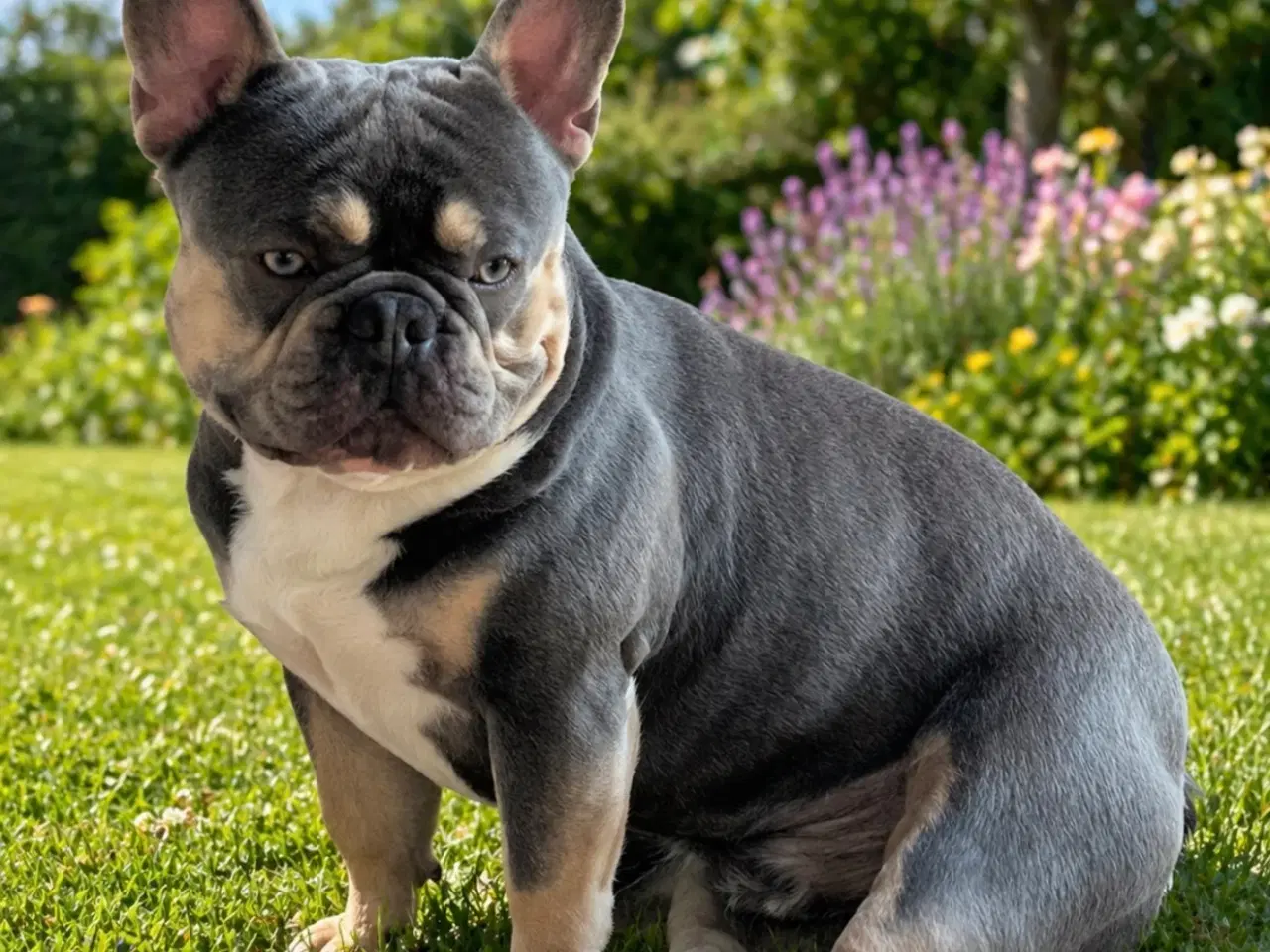 Billede 2 - Fransk bulldog hvalpe på vej 🐶