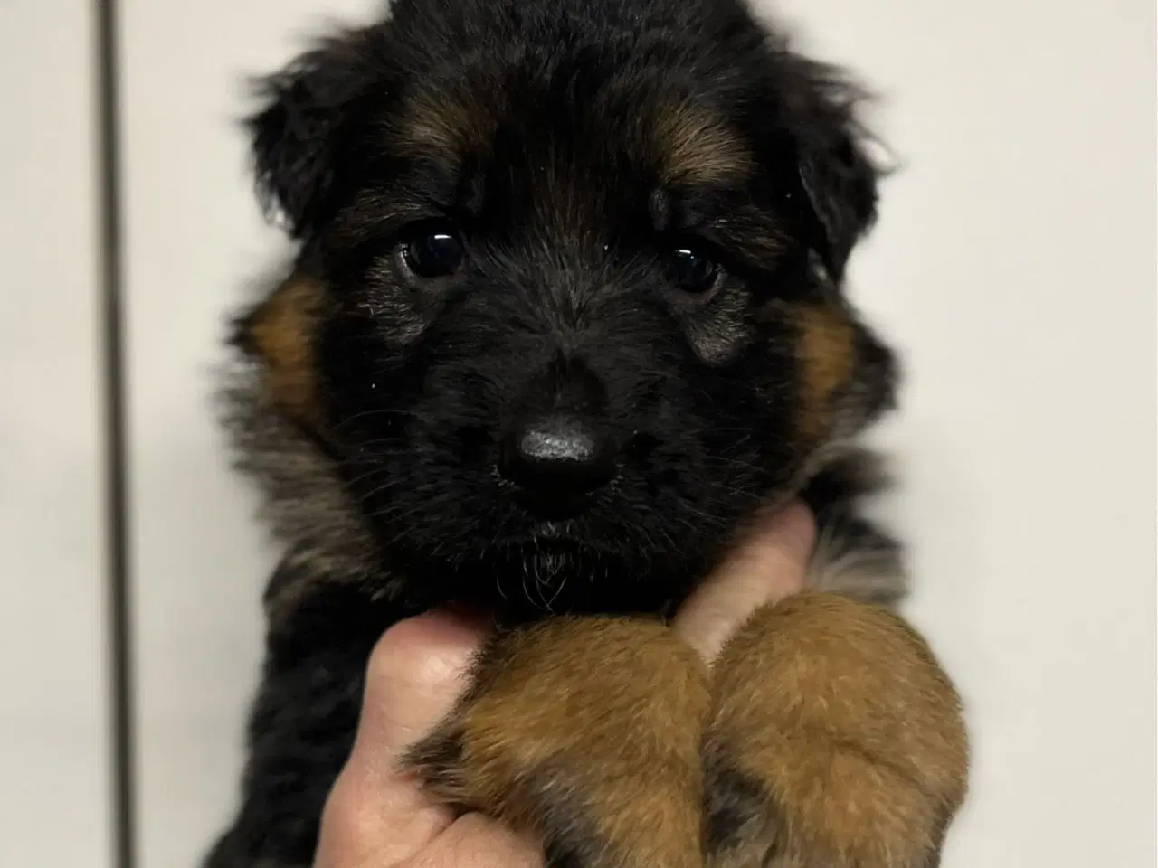 Billede 5 - Langhåret og korthåret schæfer hvalpe