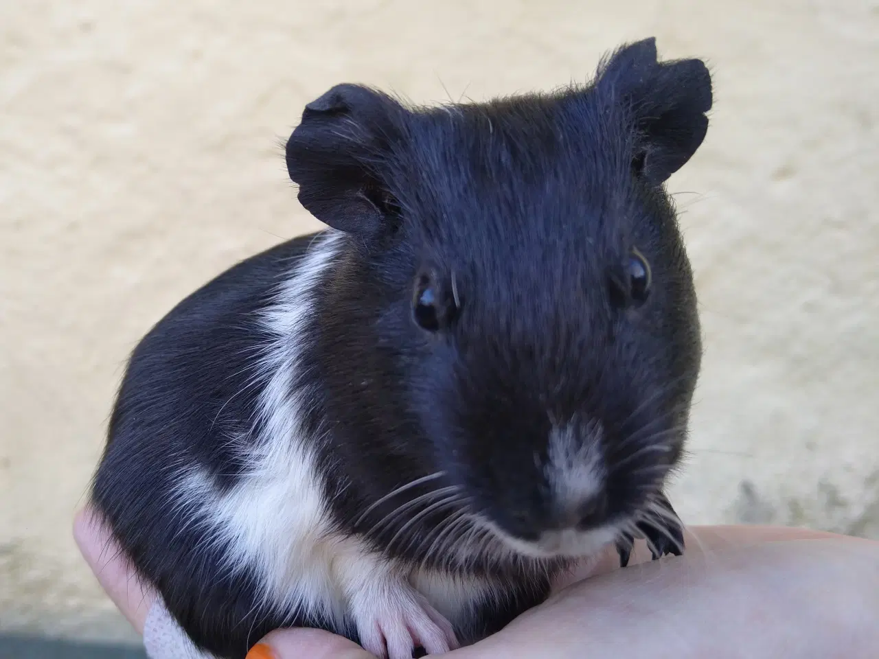 Billede 7 - 2 små søstre