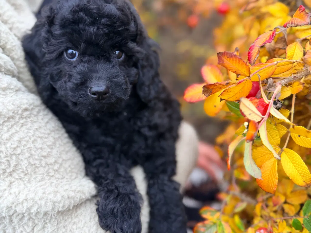 Billede 7 - Mellem Puddel