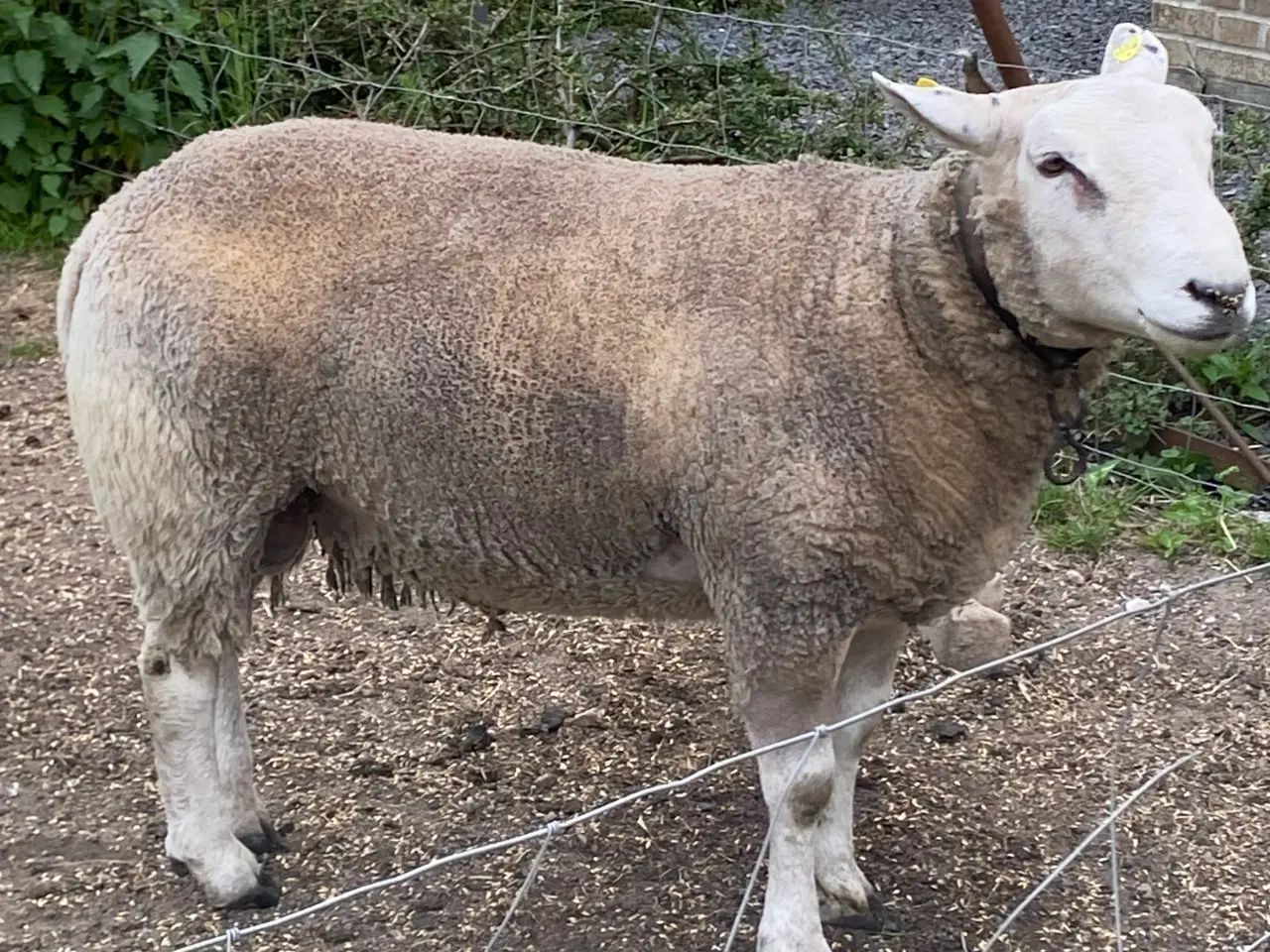 Billede 1 - Texel