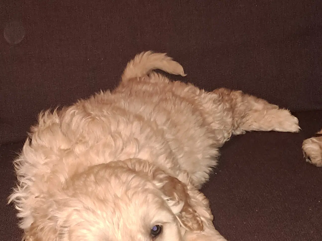 Billede 4 - De sødeste skønneste blandingshvalpe