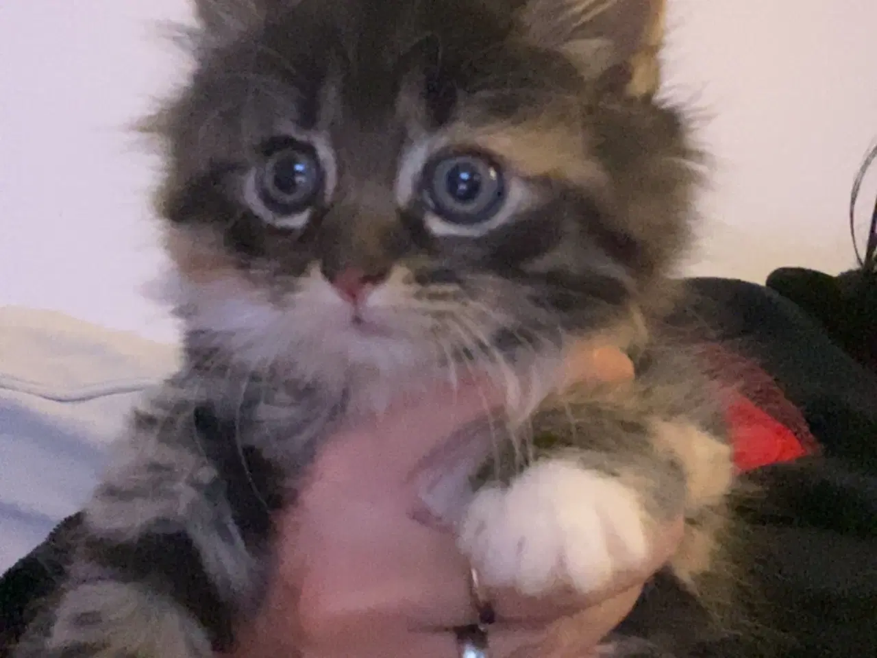 Billede 2 - 2 søde killinger søger familie! 🐾🐾🐾