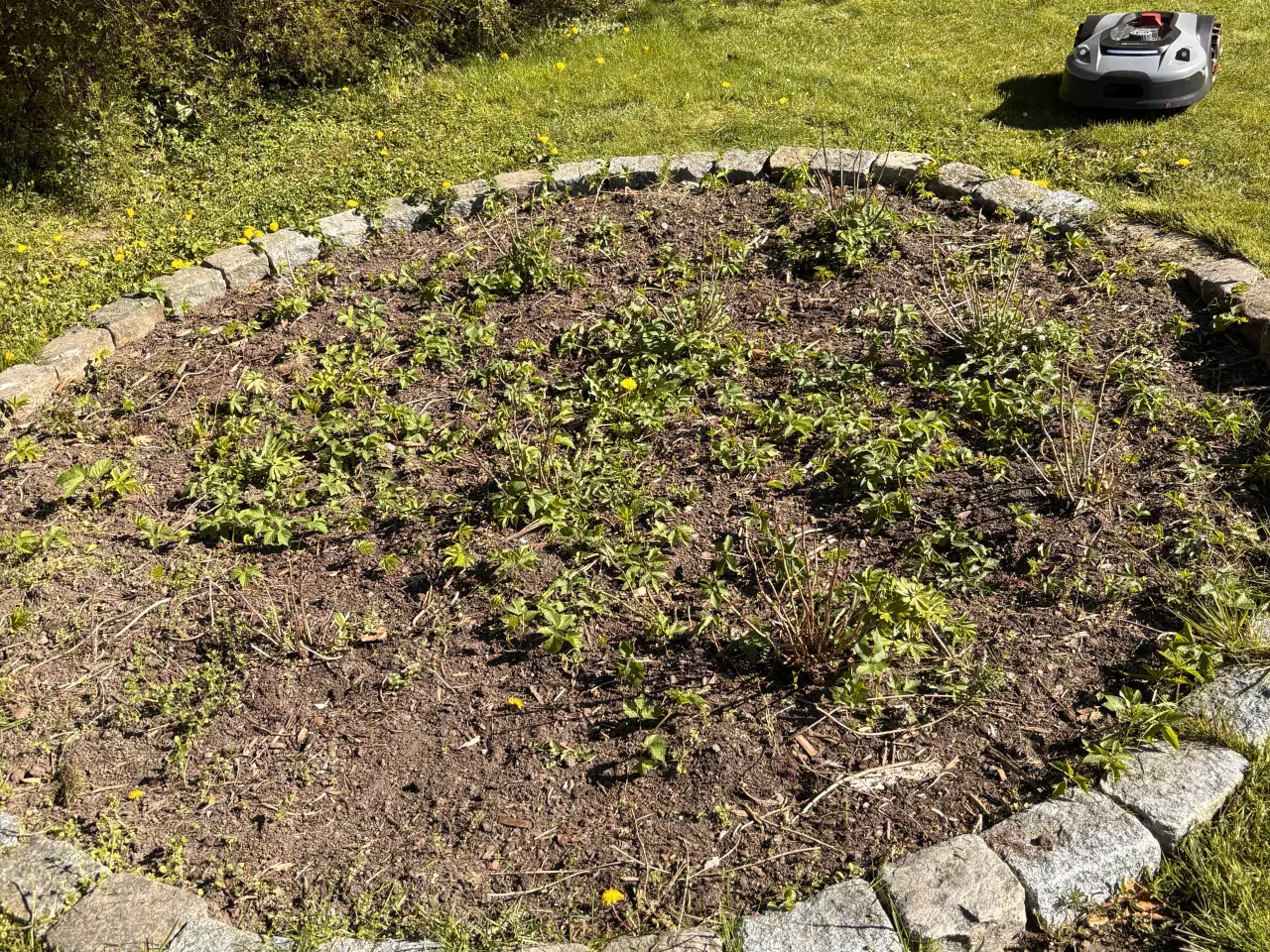 Billede 1 - BROSTEN 50 stk.