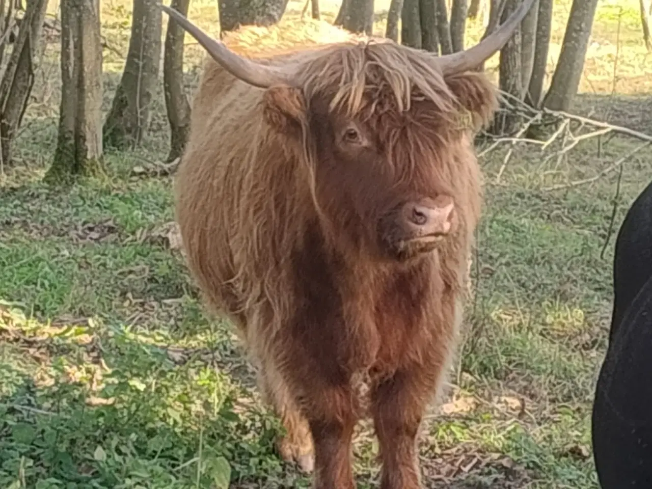 Billede 5 - Skottekvie sælges