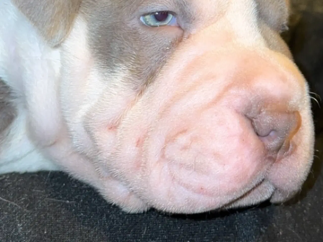 Billede 3 - Sharpei/Engelsk Staffordshire Bullterrier