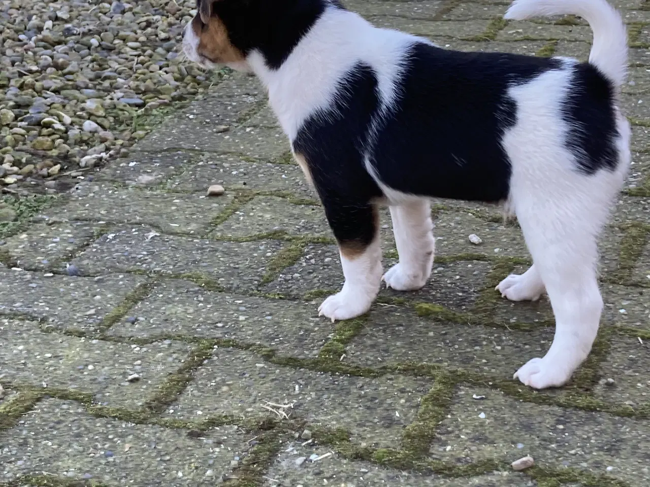 Billede 1 - 2 stk dejlige hanhunde 