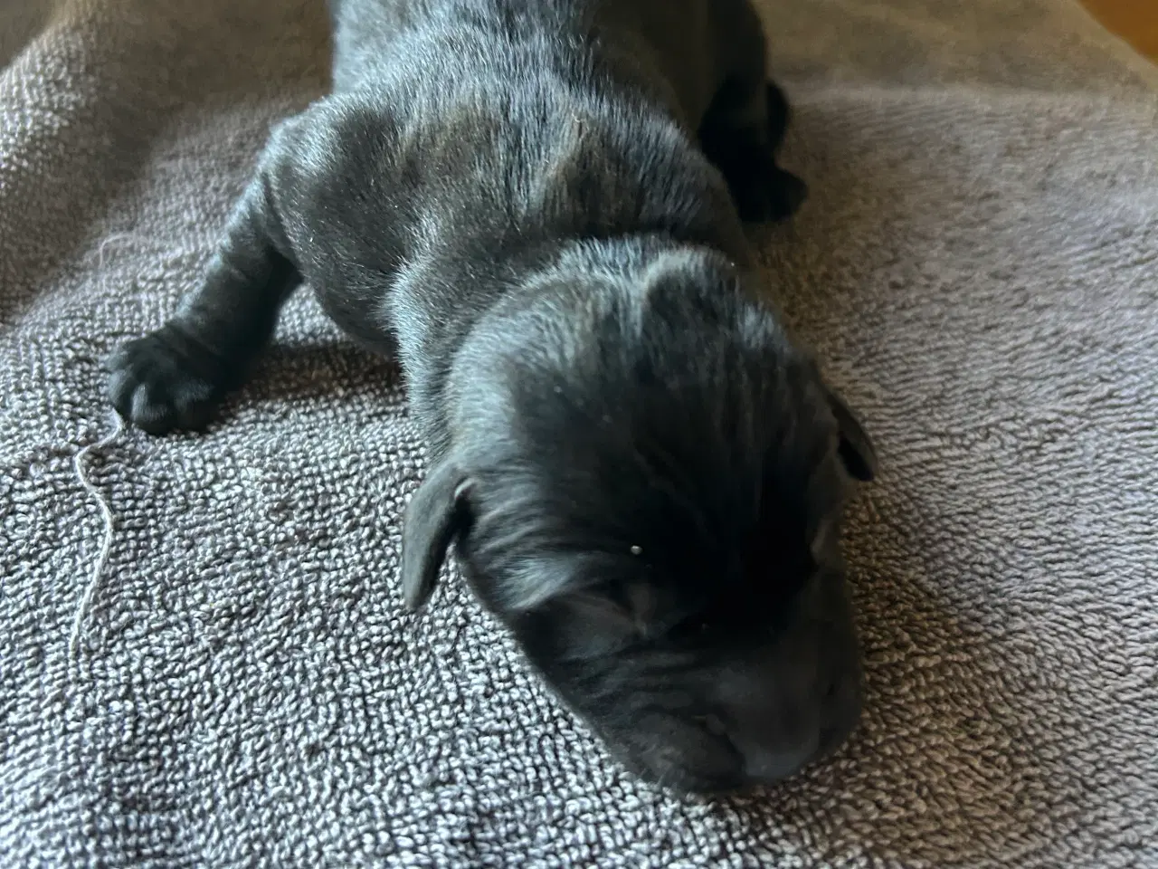Billede 7 - Labrador hvalpe sælges