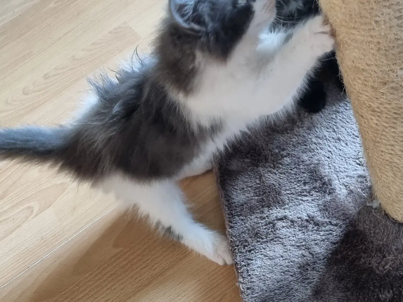 Billede 2 - Søde Katte killinger.