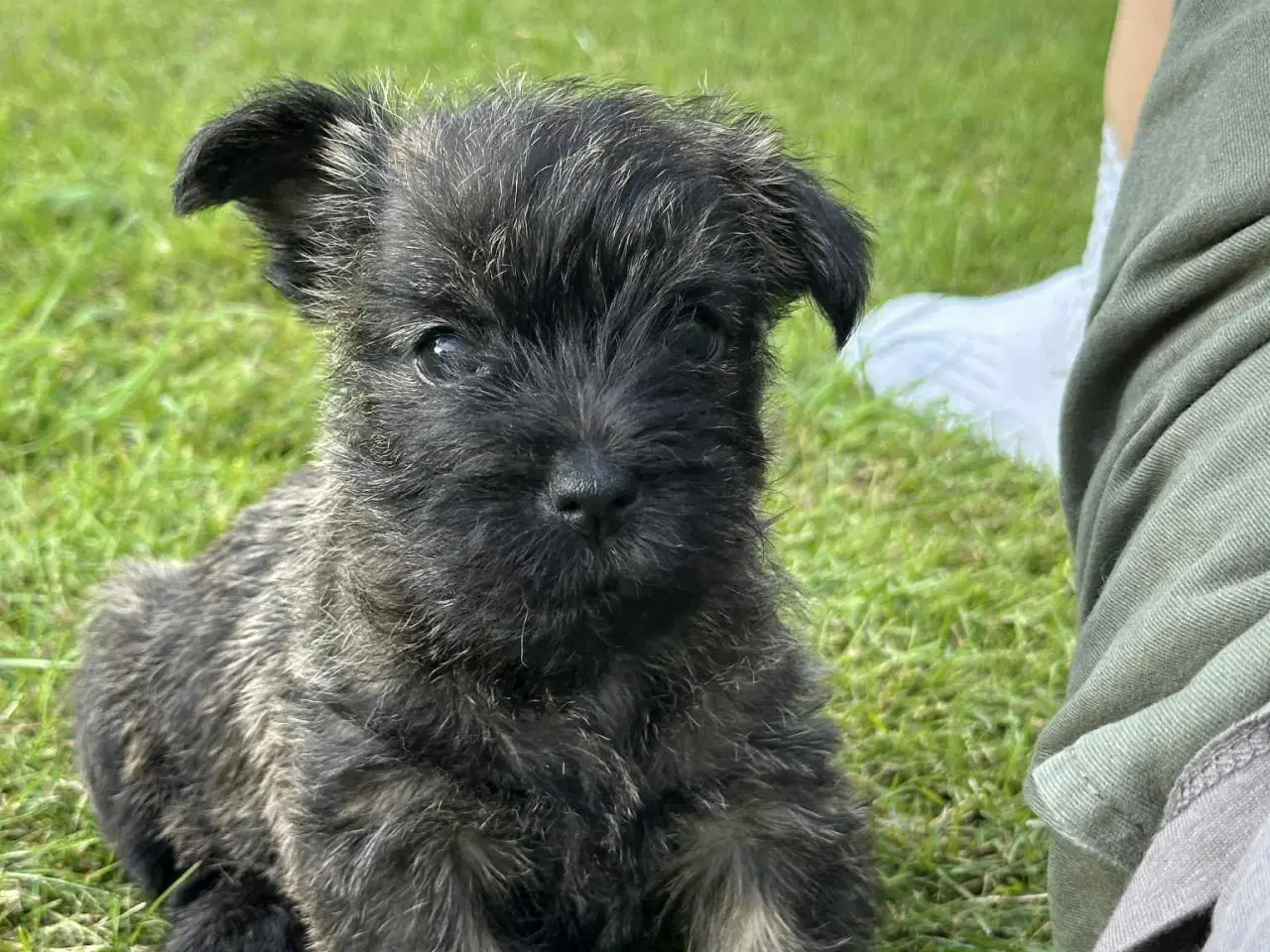 Billede 4 - Cairn terrier hvalpe, ægte uden stambog