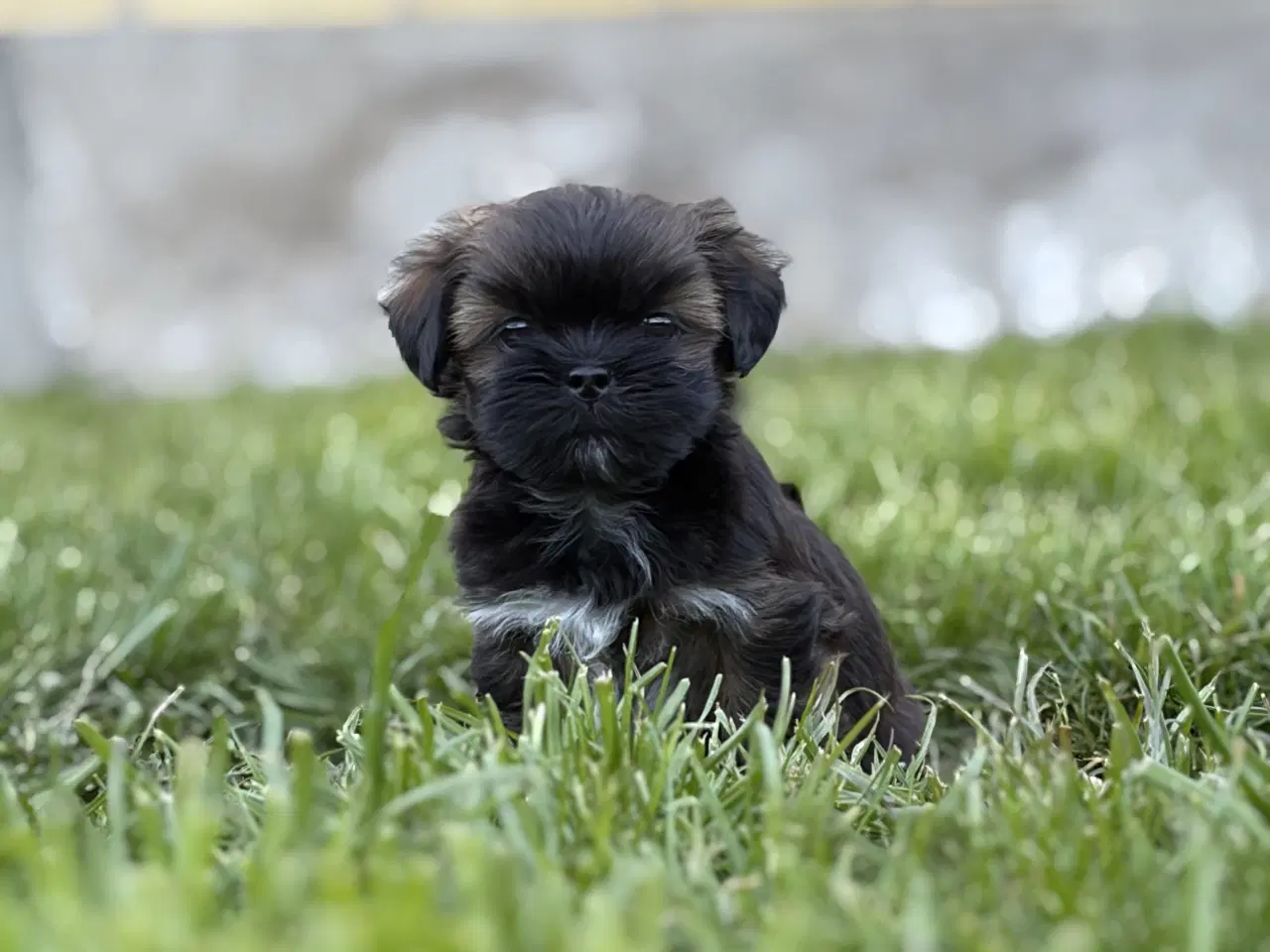 Billede 3 - Lhasa Apso tæver med DKK stamtavle 