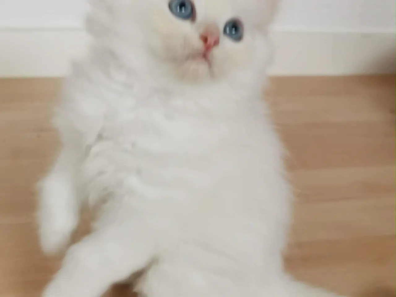 Billede 3 - Ragdoll perser