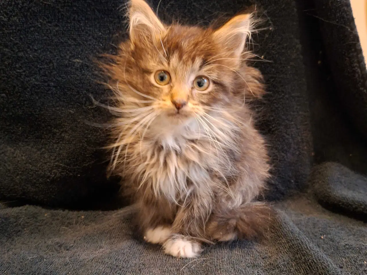 Billede 1 - Maine coon killinger uden tavle
