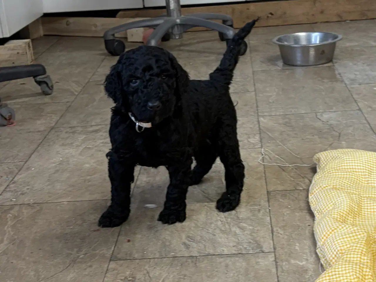 Billede 18 - Ægte mellem/ stor puddel babyer 