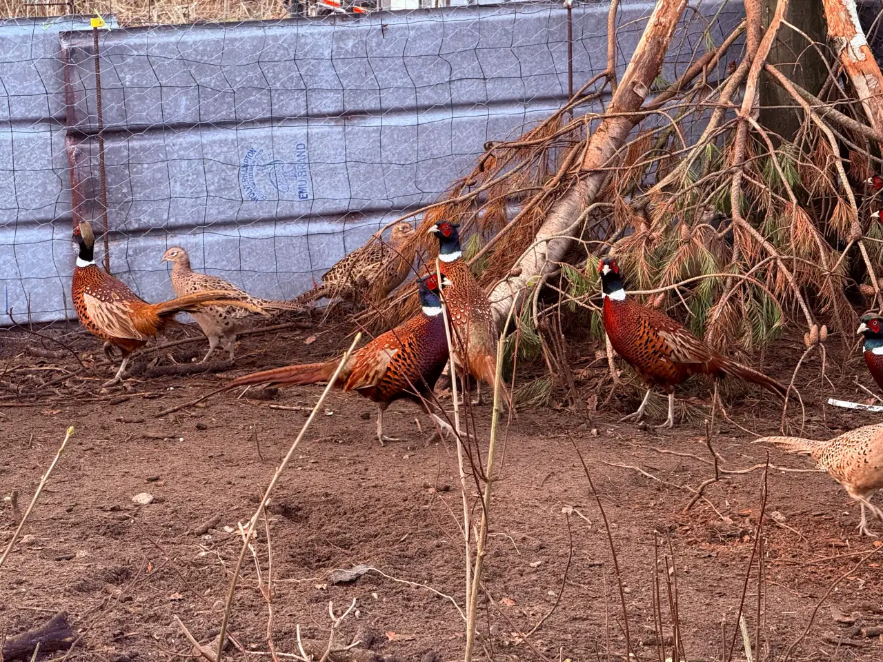 Billede 1 - Rugeæg jagtfasan