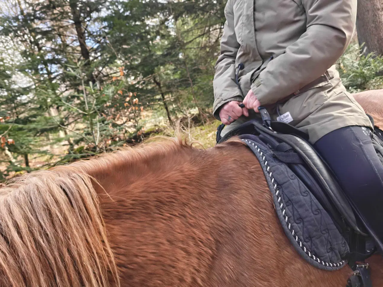 Billede 6 - Welsh pony vallak