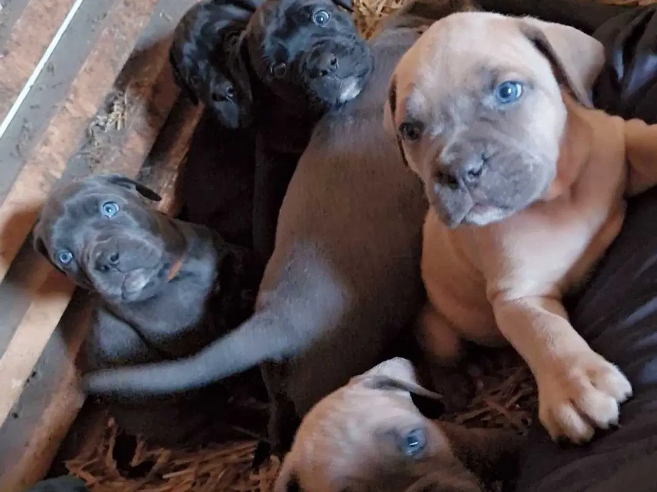 Billede 7 - Cane corso hvalpe