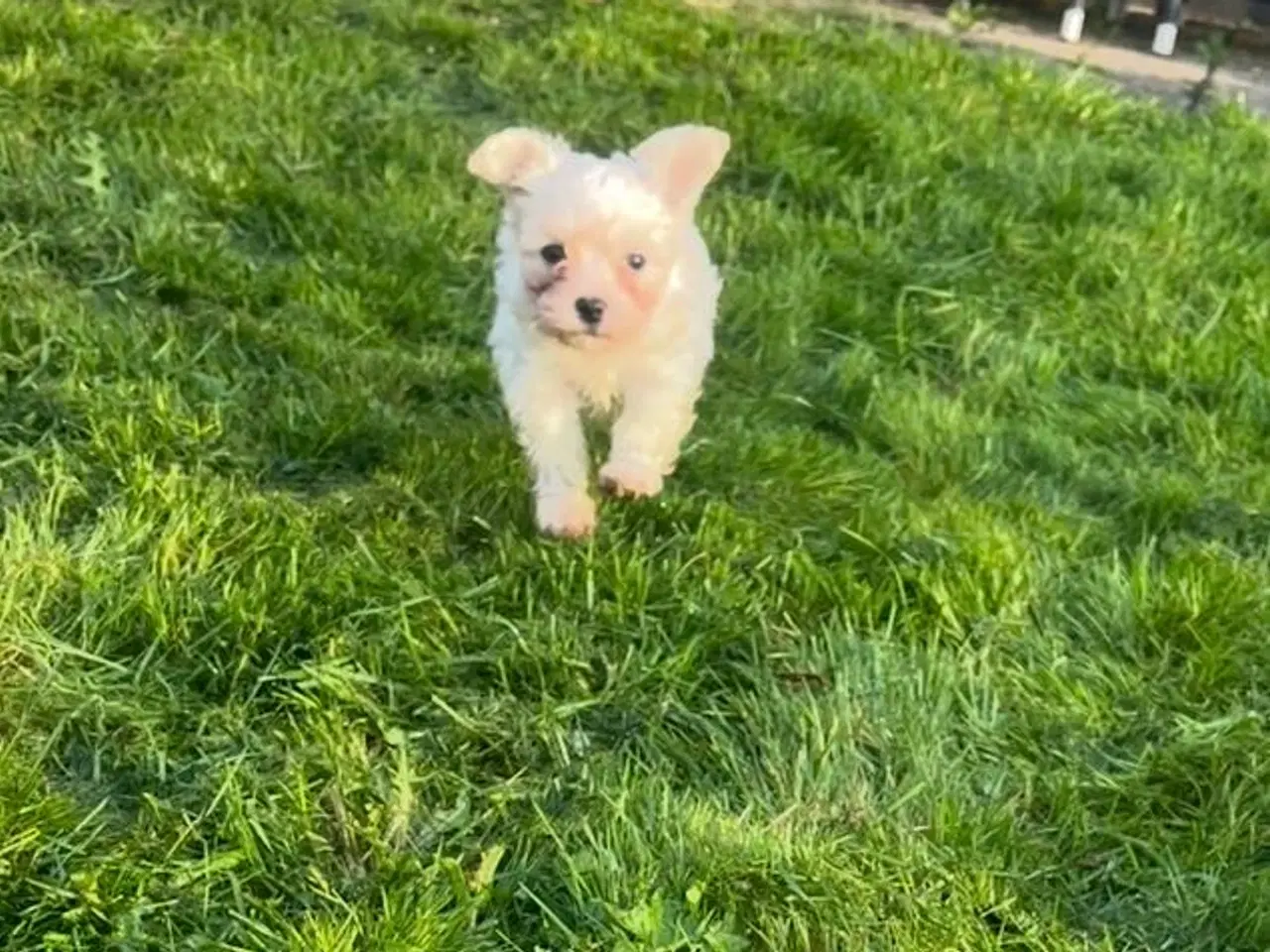 Billede 2 - Super fin lille pige