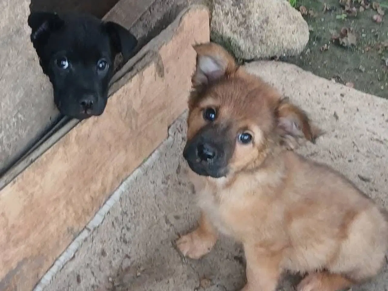 Billede 3 - Lille Bennie leder efter sit 4-ever hjem 🏡 💝